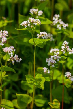 karabuğday çiçek sahada.