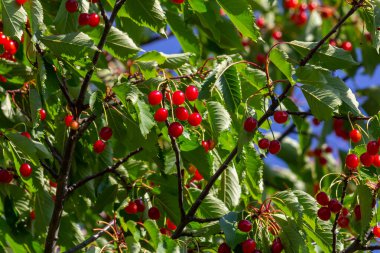 Olgun büyük meyveli kiraz ağacı dalı.