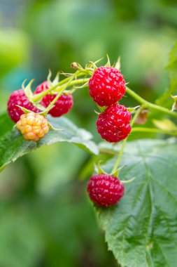 Bahçedeki ahududu dalı. Üretim Odaklanma.