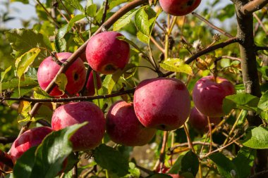 Hasat. Yaz bahçesinin yeşil yapraklarında, ağaç dalları üzerinde olgun tatlı elmalar..