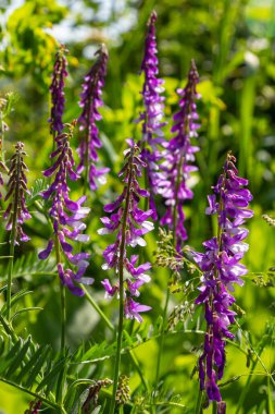 Vetch, vicia cracca değerli bal bitkisi, yem ve tıbbi bitki. Kırılgan mor çiçek arkaplanı. Yünlü ya da Fodder Vetch bahar bahçesinde çiçek açar..