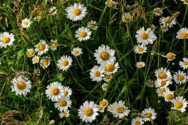 Wild daisy flowers growing on meadow, white chamomiles. Oxeye daisy, Leucanthemum vulgare, Daisies, Dox-eye, Common daisy, Dog daisy, Gardening concept. clipart