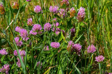 Trifolium pratense, kırmızı yonca. Yazın çayırdaki değerli çiçekleri toplayın. Şifalı ve bal taşıyan bitki, yem ve halk tıbbında tıbbi olarak yontulmuş yabani otlar..