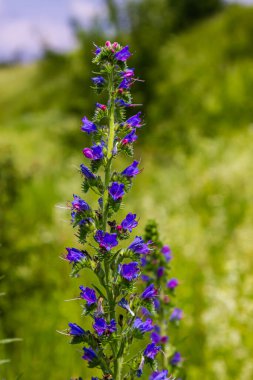 Viper 'ın böcek ilacı ya da yabani ot Echium vulgare doğal yeşil arka planda çayırda çiçek açıyor. Makro. Seçici odaklanma. Ön görünüm.