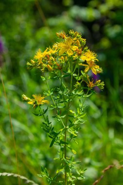 Hypericum perforatum sarı çiçeklerine yakın plan, bitkisel bir ilaç..