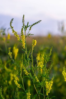 Melilotus 'un çiçekleri parlak yaz arka planında. Sarının bulanık arkaplanı - yeşil. Sığ alan derinliği.