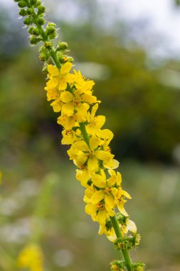 Vahşi otların arasında yaz mevsimi, tarımsal ekvatorya çiçekleri açıyor..