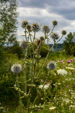 Echinops sphaerocephalus ve Glandüler Globe devedikeni olarak bilinen Büyük Dünya devedikeni 'nin seçici odak noktasını kapatın..