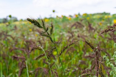 Tarlada, tarımsal ekinler arasındaki yabani otlar büyüdükçe Echinochloa crus-galli.