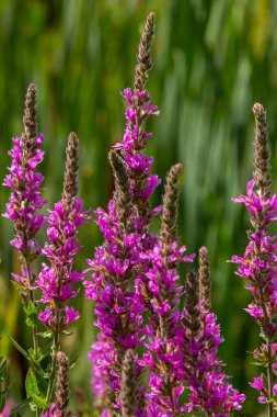 Mor gevşemiş Lythrum salikaria infloresans. Lythraceae familyasındaki çiçek başakları, ıslak yaşam alanlarıyla ilişkilidir..