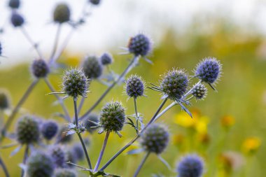 Eryngium Planum veya Mavi Deniz Holly çayırda çiçek yetiştiriyor. Vahşi Bitkiler.