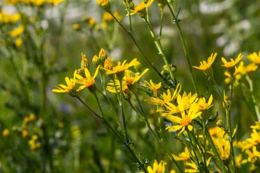 Senecio Vernalis 'in sarı çiçekleri bulanık yeşil arka planda yakın plan. Seçici odak.