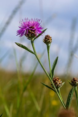Centaurea scabiosa subsp. apiculata, Centaurea apiculata, Compositae. Wild plant shot in summer.