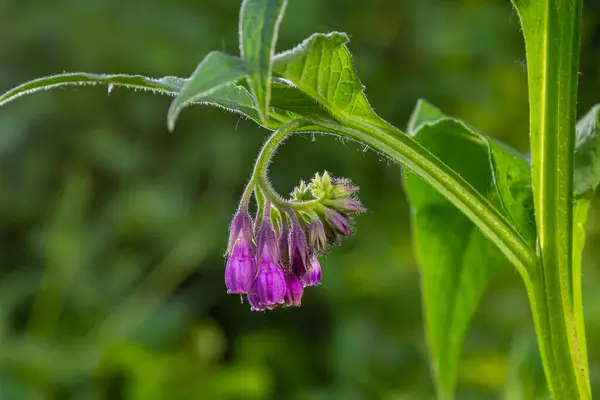 stock image In the meadow, among wild herbs the comfrey Symphytum officinale is blooming.