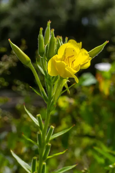 stock image Yellow evening primrose Oenothera biennis, medicine plant for cosmetics, skin care and eczema.