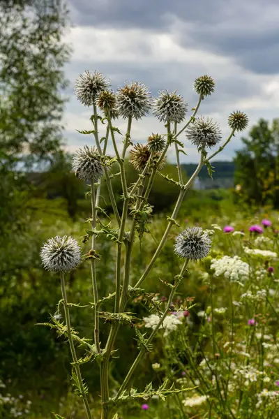 Echinops sphaerocephalus ve Glandüler Globe devedikeni olarak bilinen Büyük Dünya devedikeni 'nin seçici odak noktasını kapatın..