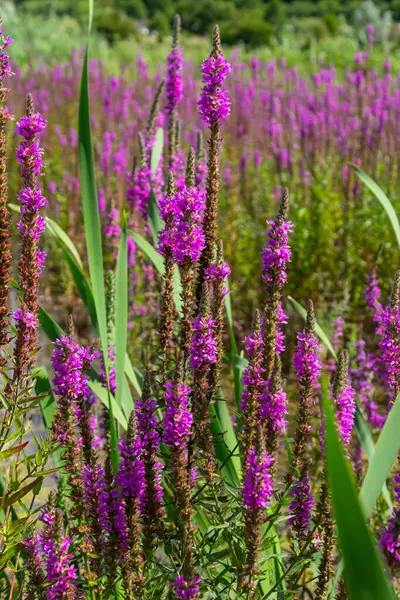 stock image Purple loosestrife Lythrum salicaria inflorescence. Flower spike of plant in the family Lythraceae, associated with wet habitats.