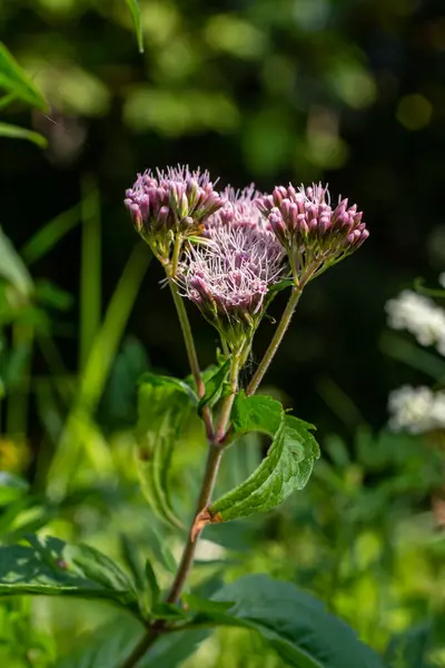 stock image The view of Eupatorium fortunei floral plant blooming in the greenery.
