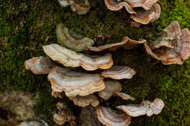 Trametes versicolor, ayrıca Polyporus versicolor olarak da bilinir, dünya çapında yaygın olarak bulunan ve ağaç gövdelerinde yetişen geleneksel tıbbi mantar türüdür..