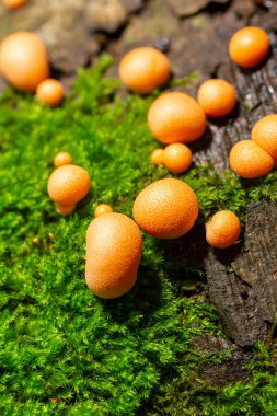 Sonbahar ormanında turuncu kırmızı balçık mantarı Lycogala epidendrum.