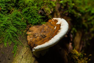brown bear bread mushroom with white borders and green moss in the forest - Ganoderma applanatum. clipart