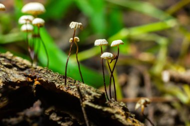 Marasmius rotula, adı fırıldak mantarı, fırıldak marasmius, küçük tekerlek, yakalı paraşüt, ya da at kılı mantarı..