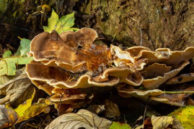 Natural closeup on the Giant Polypore fungus, Meripilus giganteus in the forest. clipart