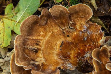 Natural closeup on the Giant Polypore fungus, Meripilus giganteus in the forest. clipart