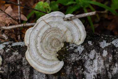 Fomes fomentarius mantarı bir yaz günü eski bir kavak ağacının gövdesinde.