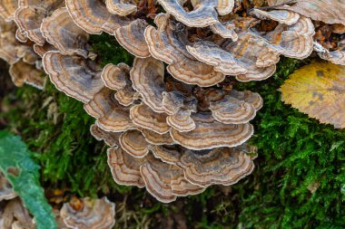 Trametes versicolor, ayrıca Polyporus versicolor olarak da bilinir, dünya çapında yaygın olarak bulunan ve ağaç gövdelerinde yetişen geleneksel tıbbi mantar türüdür..