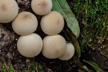 Çam ormanında Lycoperdon Perlatum mantarları..