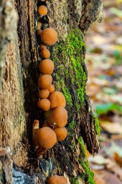 Psathyrella piluliforis Common Stump Brittlestem mantar kırmızımsı kahverengi mantar gruplar halinde dikleşir, doğal ışık.
