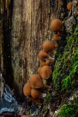 Psathyrella piluliformis Common Stump Brittlestem mushroom reddish-brown mushroom that grows steeply in groups, natural light. clipart