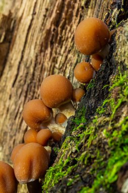 Psathyrella piluliforis Common Stump Brittlestem mantar kırmızımsı kahverengi mantar gruplar halinde dikleşir, doğal ışık.