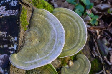 beautiful trametes versicolor mushroom well detailed. clipart