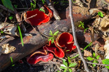 Bahar yenilebilir kırmızı mantarlar Sarcoscypha ormanda yetişir. Kapat. Sarcoscypha austriaca ya da Sarcoscypha coccinea - Bahar mevsiminin başlarındaki Scarlet elf Kupası olarak bilinen mantarlar. taze mantar toplama.