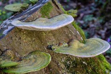 Güzel trametler versicolor mantar iyi detaylandırılmış.