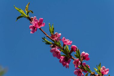 Baharda bir şeftali ağacının çiçek ayrıntıları.