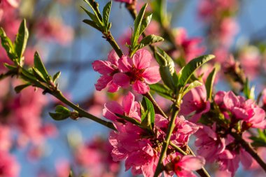 Güzel Pembe Şeftali Çiçekleri Bahçede, Pembe Şeftali Çiçekleri Şeftali Ağacında, Güzel şeftali çiçekleri yakın planda, çiçek açan meyve dalları.