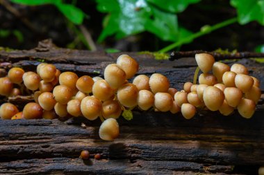 Yenilemez mantar ormanlarda, Orta Avrupa 'da, Mycena Renati' de yetişir..