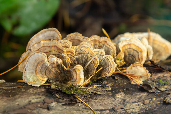 Trametes versicolor, also known as Polyporus versicolor, is a common polypore mushroom found throughout the world and also a well-known traditional medicinal mushroom growing on tree trunks.