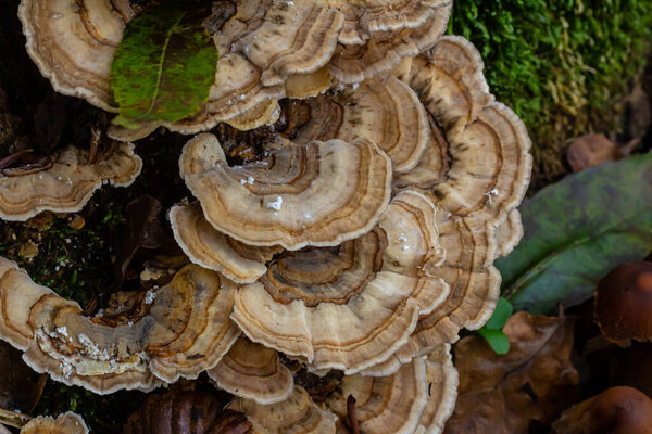 Trametes versicolor, also known as Polyporus versicolor, is a common polypore mushroom found throughout the world and also a well-known traditional medicinal mushroom growing on tree trunks.