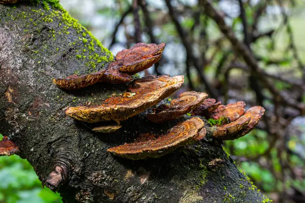 Anise mazegill, a brown rot fungus, Gloeophyllum odoratum.