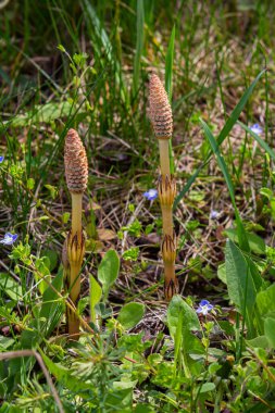 Equisetum arvense, Equisetaceae familyasından uzun ömürlü bir bitki türü. At kuyruğu bitkisi Equisetum Arvense.