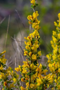 Chamaecytisus ruthenicus blooms in the wild in spring.