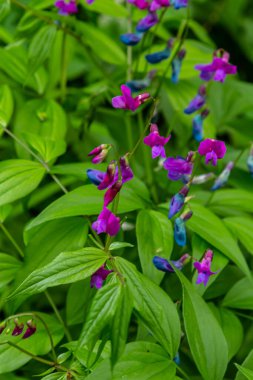 Lathyrus vernus çiçek, erken bahar vechling çiçek blosoom ve yeşil yaprakları büyüyen ormanda, makro.