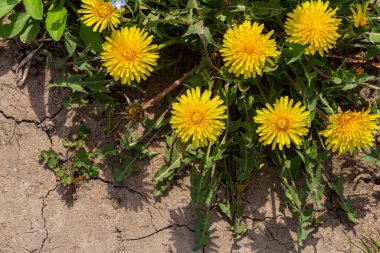 Baharda çiçek açan sarı karahindiba çiçeklerine Taraxacum 'un bahçedeki memuriyetini kapat. Baharda çayırdaki parlak ve sıradan karahindibaların ayrıntıları. Tıbbi şifalı ot ve besin maddesi olarak kullanılır..