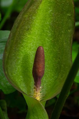 Guguk kuşu ya da Arum maculatum ok şeklinde yaprak, Araceae ailesindeki ormanlık zehirli bitki. Ok şeklinde yapraklar. Diğer isimler ise; çıplak kafa, engerek kökü, arum, vahşi arum, arum zambağı, lordlar ve leydiler..