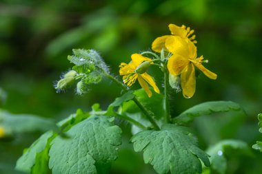 Büyük Celandine ya da Chelidonium Majus, yerel tıpta kullanılan uzun ömürlü bir bitki bitkisidir..