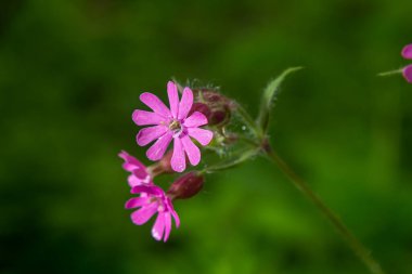 Silene dioica Melandrium rubrum, Caryophyllaceae familyasından bir bitki türü. Kırmızı kafes.
